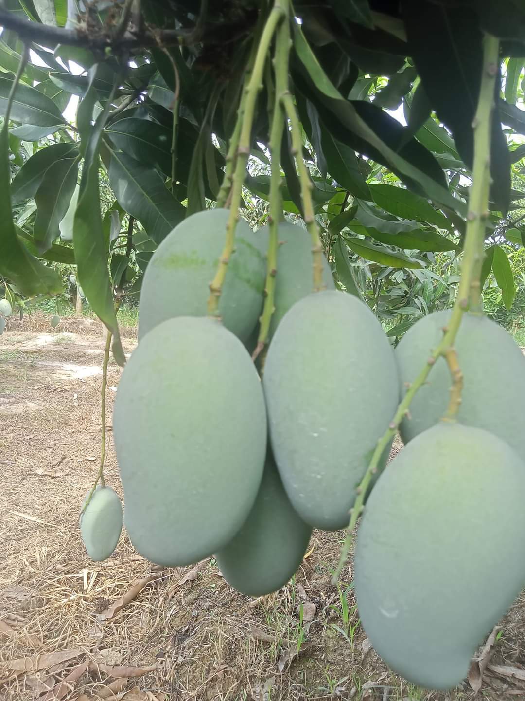 আম রুপালি আম